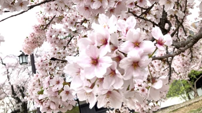 ようやく満開🌸