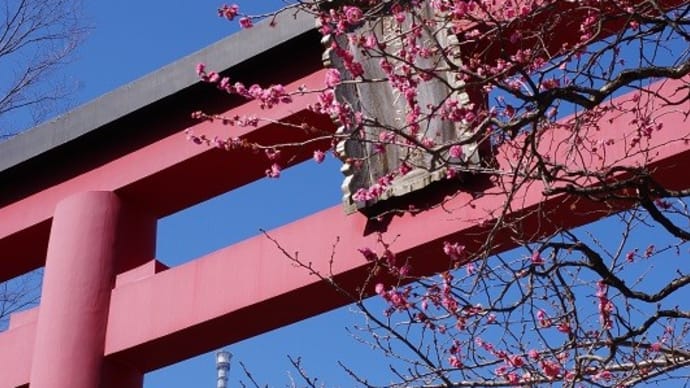 亀戸天神社の梅