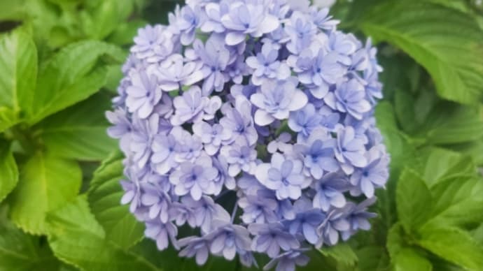 7月7日🎋七夕