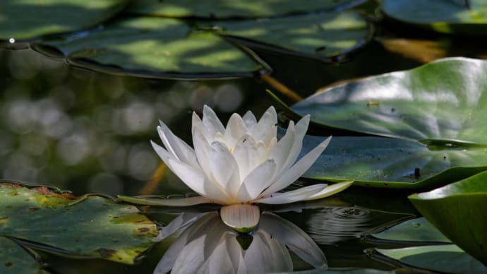 馬見丘陵公園の睡蓮
