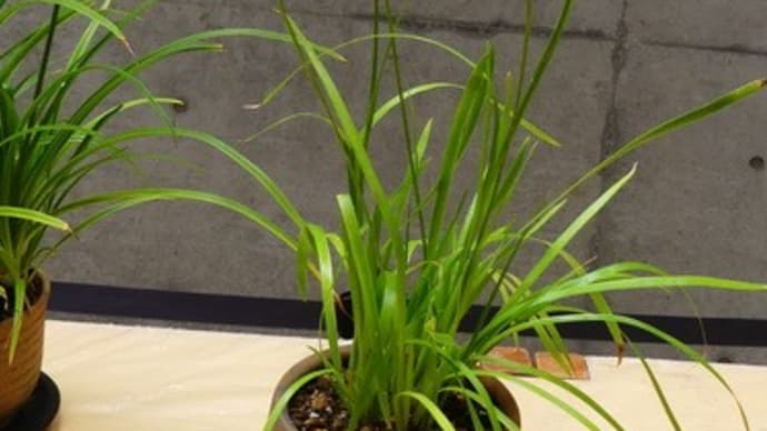 水戸市植物公園秋の山草展で見た花