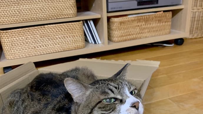 おめでたいひと