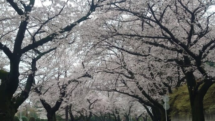 清水公園の桜は今週が見頃