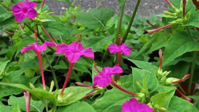 オシロイバナ(白粉花、夕化粧)の花散歩