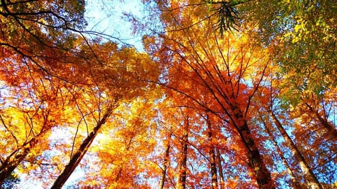 生田緑地~メタセコイアの紅葉