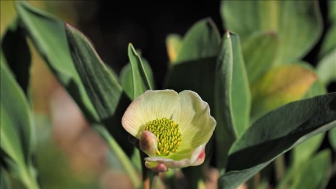 モロッコ原産のハゴロモキンポウケ、長寿梅の白花、 それにヒメツバキで～す。