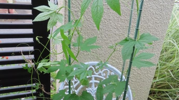夏のガーデニングと野菜の収穫