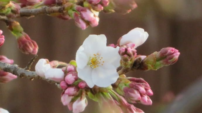 ご近所桜だより!