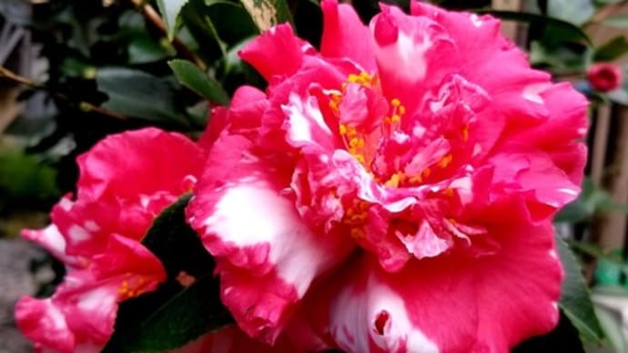 ✨🌺🌼🌺 椿、山茶花、柊 ✨