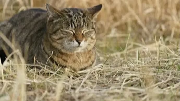 動物愛護以前 殺処分ゼロ未満