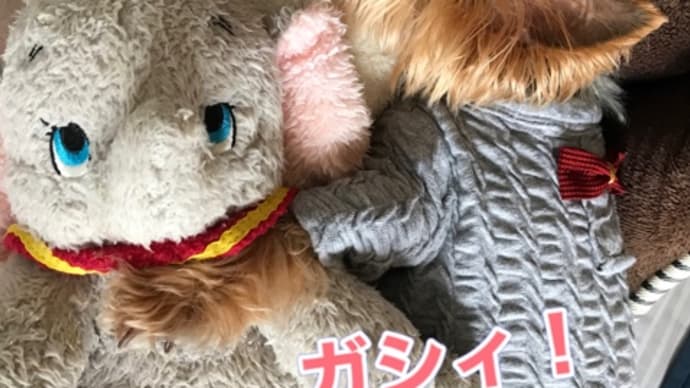 今朝のルルちゃん