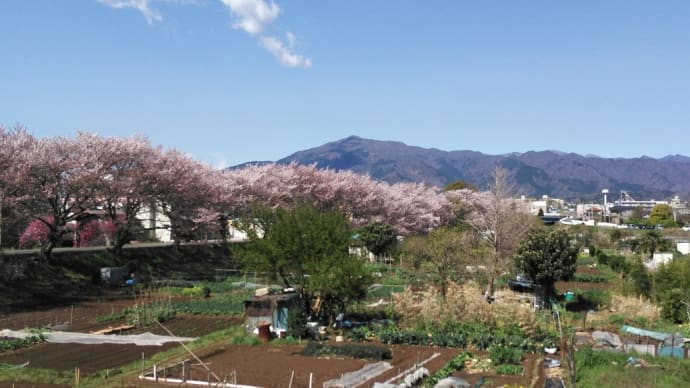 桜並木満開