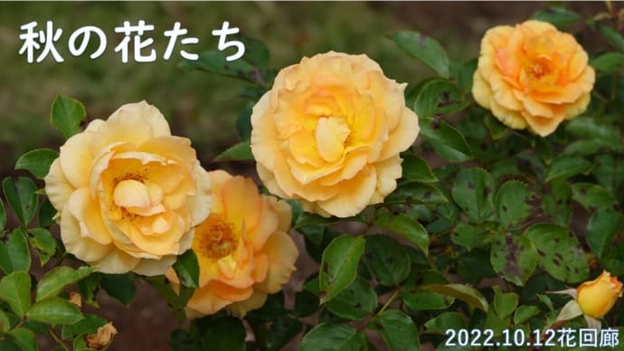 秋のお花たち