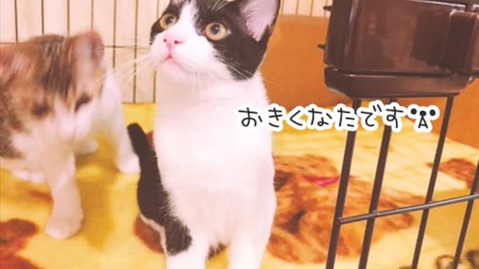 こめつぶ隊撃沈(同時多発不調)