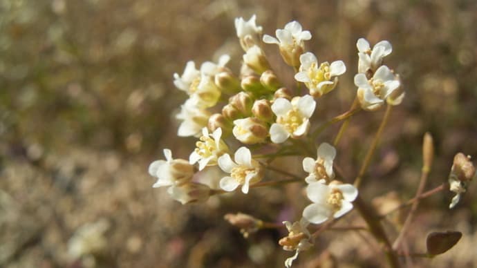 ナズナ 和やかに草場の隅で薺花/草葉の陰(お墓の下)ではありません