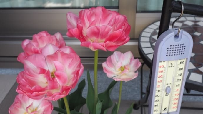 チューリップの開花の様子