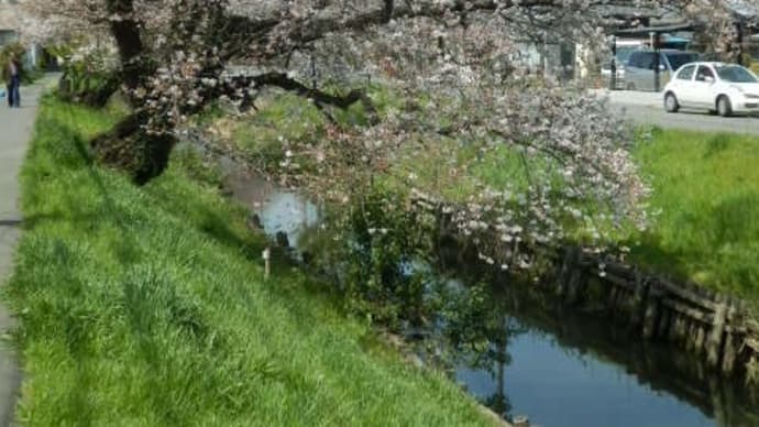 新河岸川の桜７・２本の桜と小さな滝（宮下橋）