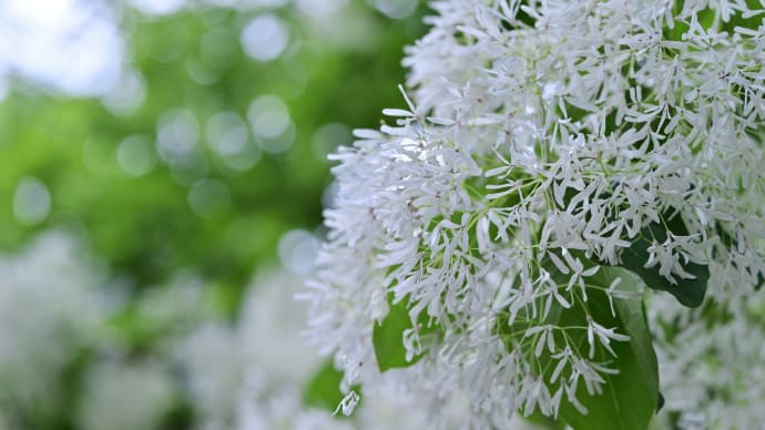 沙沙貴神社のなんじゃもんじゃの花