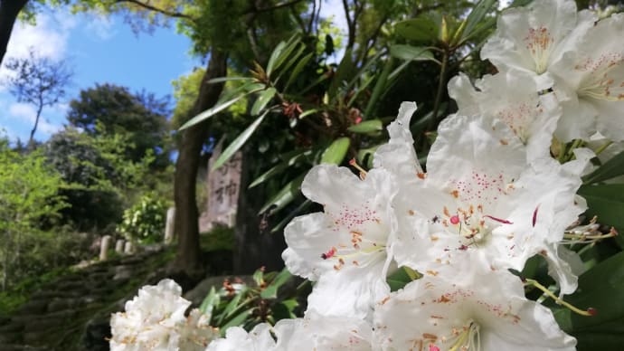 鎌倉でトコトコ~道の花々~