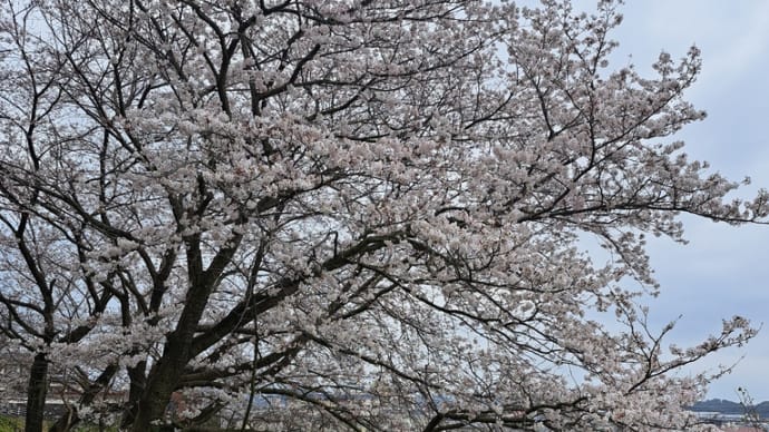 今まさに桜満開