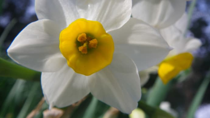 ウォーキングコースの花々