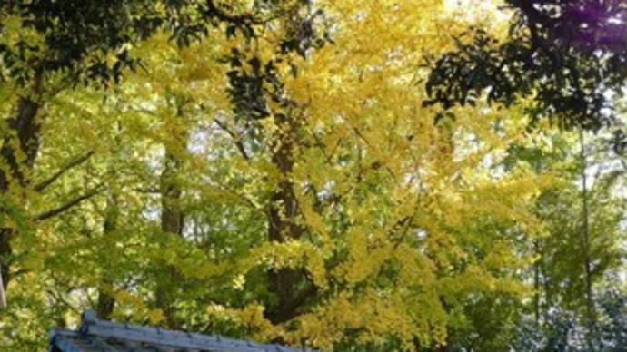 紅葉散歩