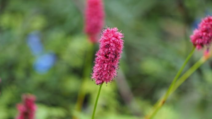 京王フローラルガーデンの秋の花たち8:吾亦紅、千日紅