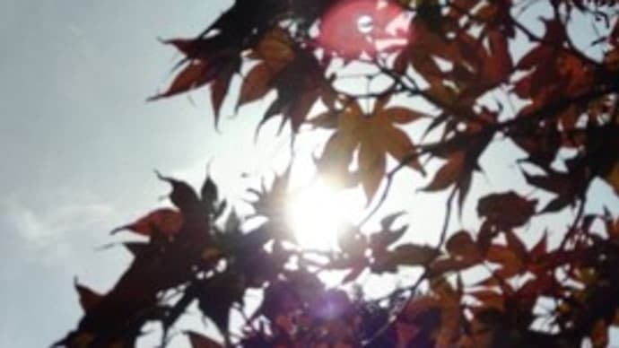 立冬も過ぎた紅葉さんぽ⑤ノムラモミジ