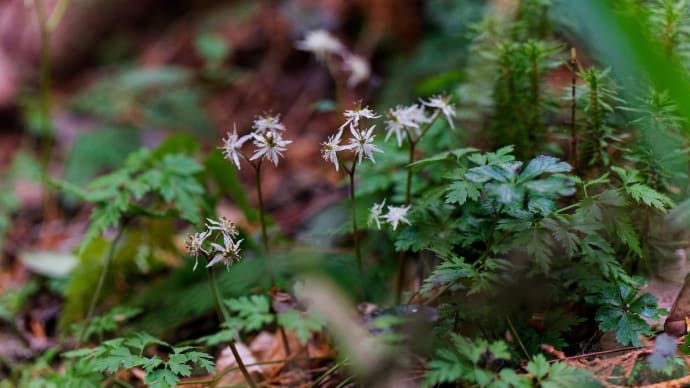 栗東自然観察の森 その1 小芹葉黄連(コセリバオウレン)