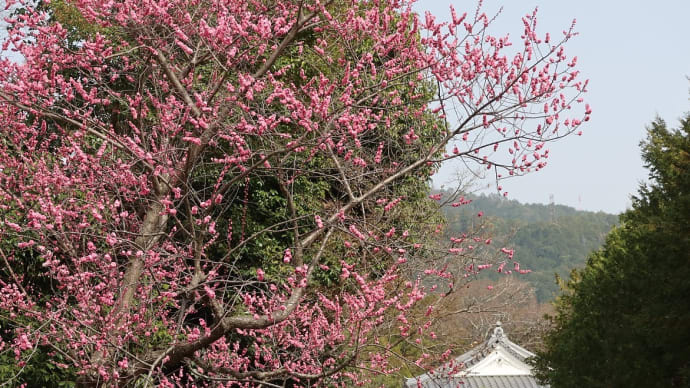 【京都幕間旅情】随心院,香りつたえる梅の季節はこの寺院という印象がある