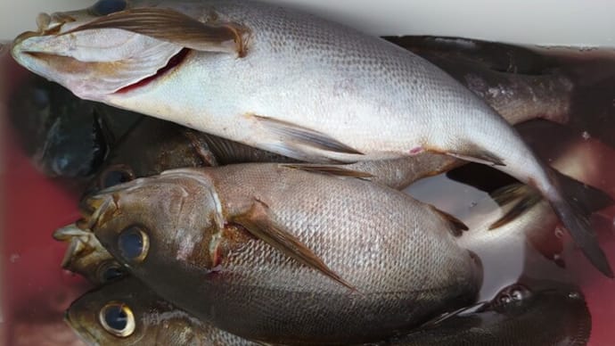 南伊豆 下流 今日の釣果