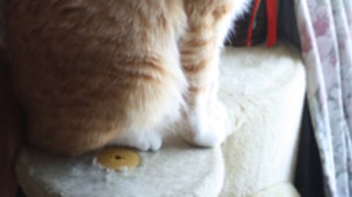 カックン~