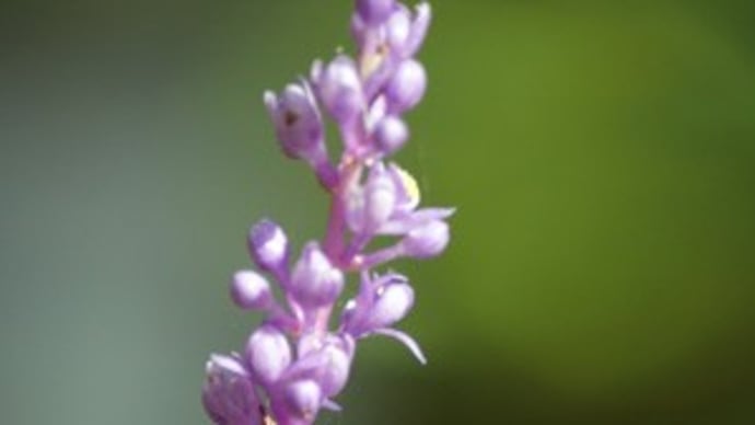 ヤブラン‣ギボシの花