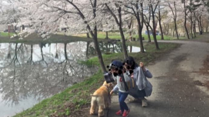 利休とボクちゃんと桜満開