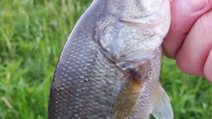水郷バス釣行 5.07