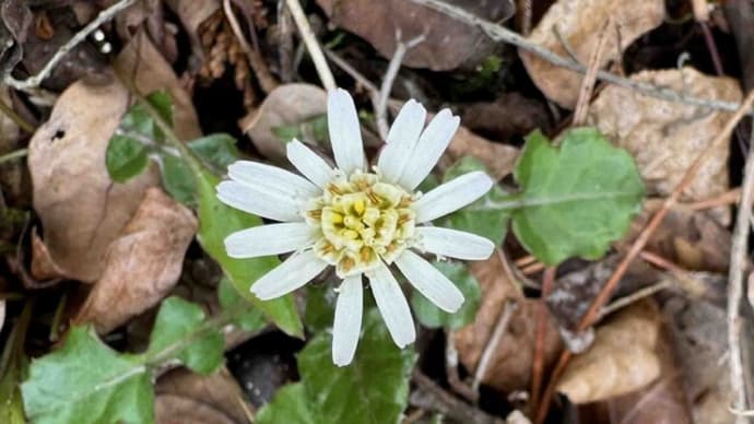 里山の花、ランダムに②