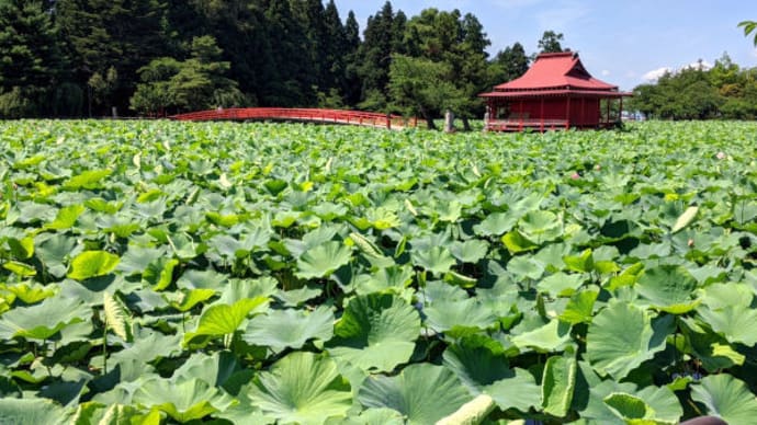 猿賀神社 蓮の花 2020年