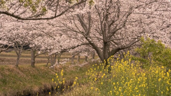 子隣の桜並木が満開