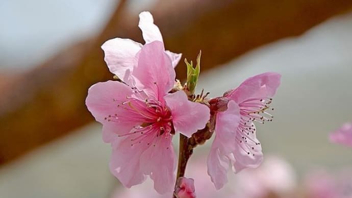今日は、梅と桜のはざまに咲く「桃」が主役