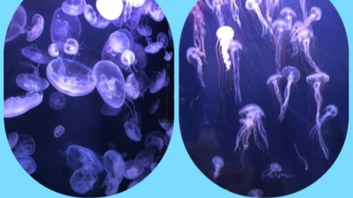 北のちっちゃい水族館。