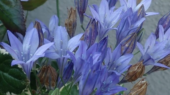 ブローディア（ヒメアガパンサス）初夏に青い花を咲かせる頑健な球根植物！