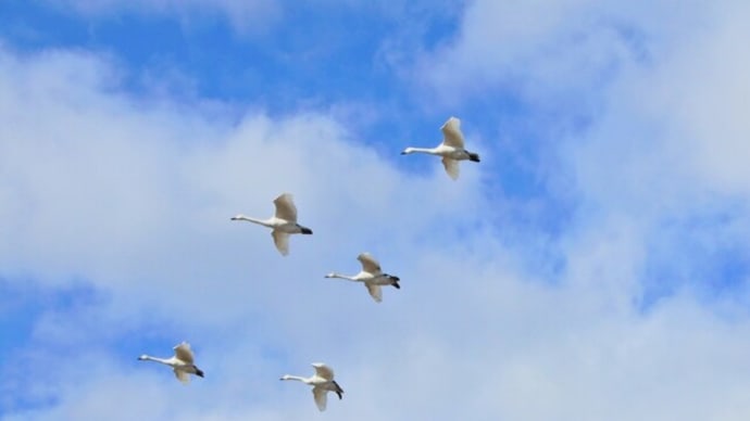 大沼の水鳥たち(白鳥 マガモ カワウなど)