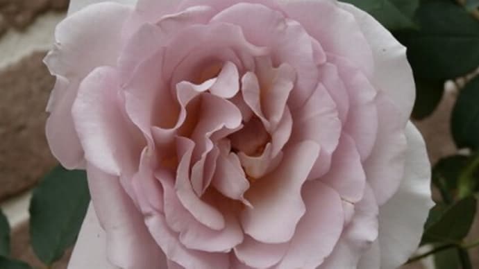 来年が楽しみな推し薔薇!フォルム(ニューウェーブ)トラブルで気持ちが・・・