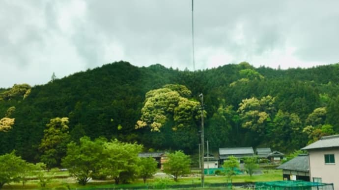 黄色カリフラワーのような物