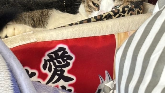 コテblog😹😪😹😪😹