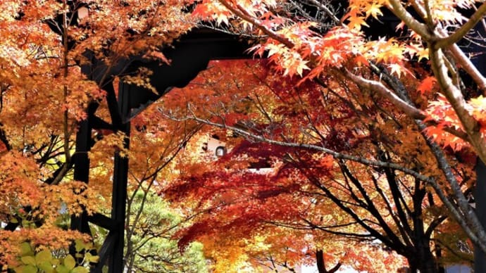 ２０２１・１１・５　北信濃の紅葉は優しい秋の夢。中野市・谷厳寺。飯山市・称念寺。