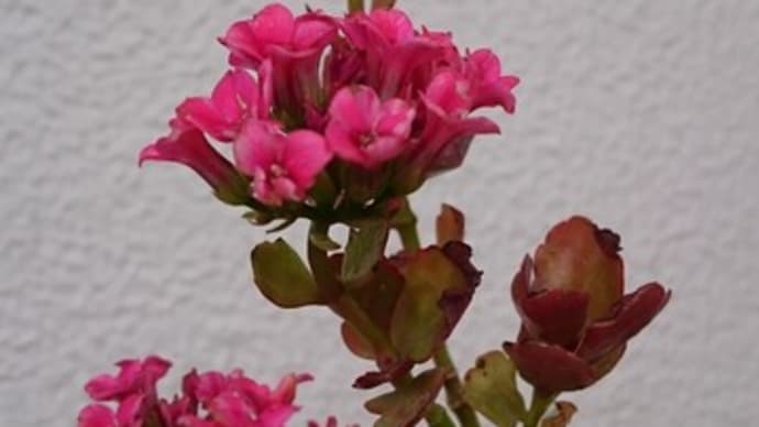 「言の葉を かざして見れば キラキラと