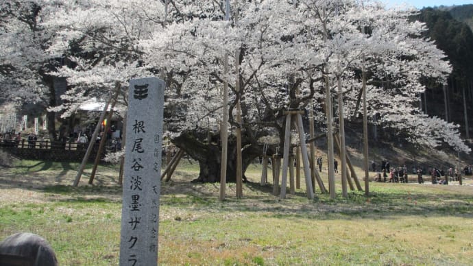 根尾谷薄墨桜・岐阜県本巣市根尾(2014年4月7日)