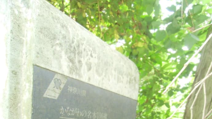2013・7・12 おばさんの葉っぱ かながわ名木100選 相模原市・正念寺のシダレザクラ