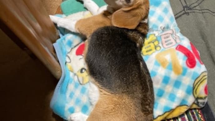 ぶたさん
